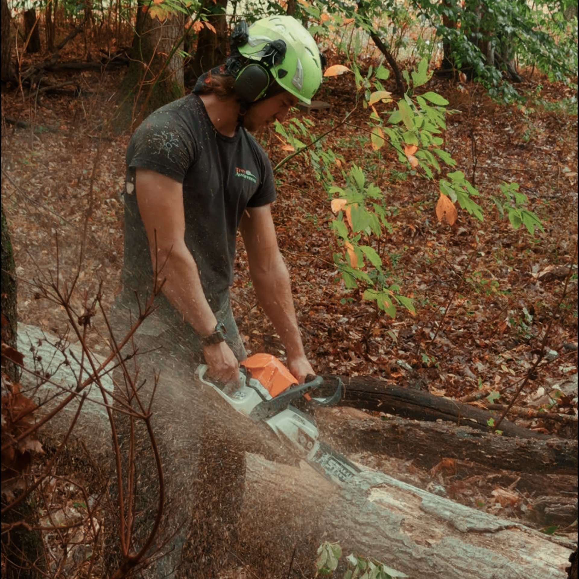 Mason — Tree Awareness, Inc.